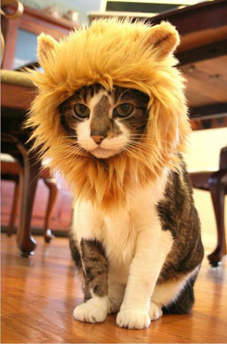 Шапка Лев для кота (Львиная грива для кошки ...